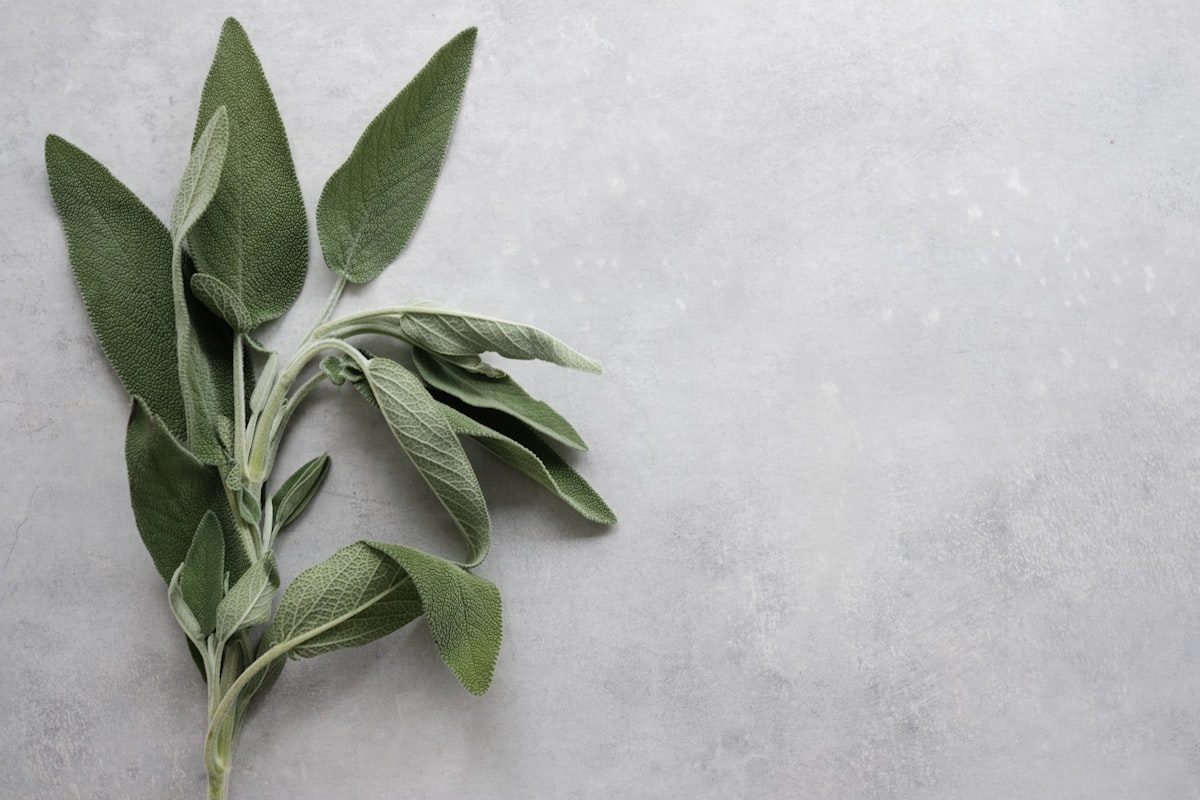 Dettaglio naturale, foglie di salvia